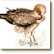 Pajaros de Espana