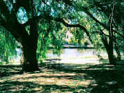 Maribyrnong River, former Riverview Tea Gardens, Avondale Heights