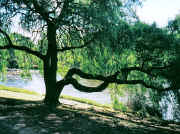 Maribyrnong River Avondale Heights