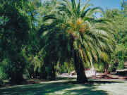 Former Riveview Tea Gardens site