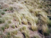 Tussock grass, Steele Creek Reserve, Avondale Heights