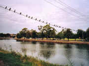 Little Pied Cormorants, Maribyrnong River Essendon
