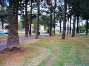 Grove of trees near Afton Street footbridge, Riverside  Park Essendon