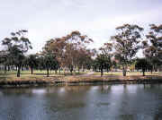 Picnic ground, Riverside Park Essendon
