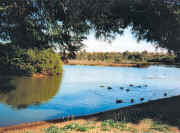 Newell's Paddock Wetlands Reserve