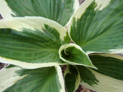 2016grandma's hosta
