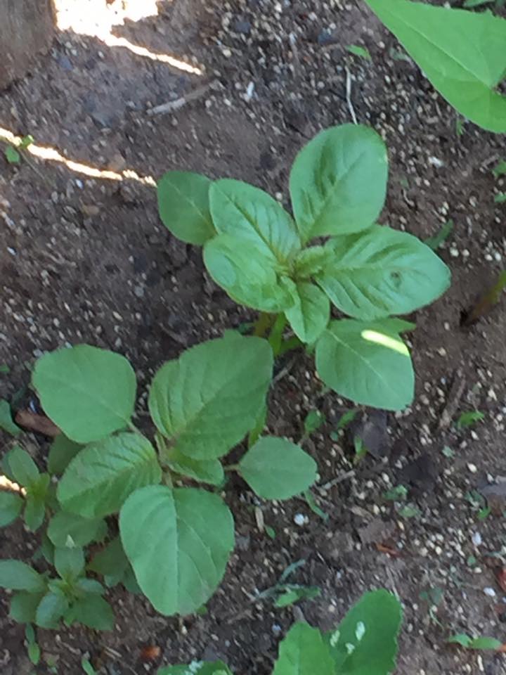 Oregano June 2016