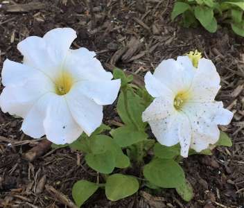 Petunia 2016