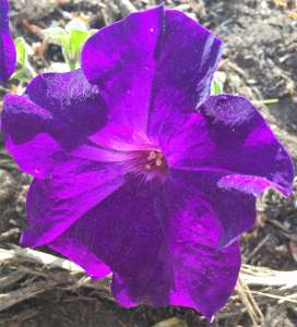 Petunia 2016