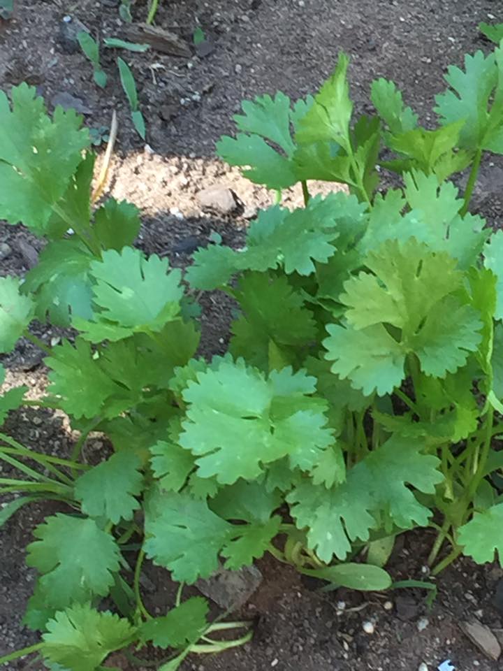 Cilantro June 2016