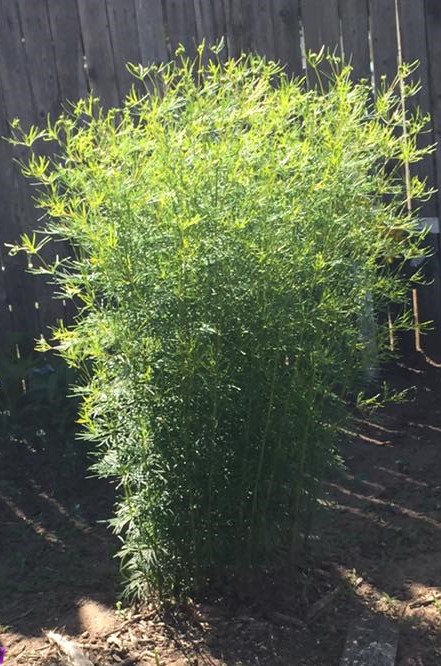 Coreopsis June 2016