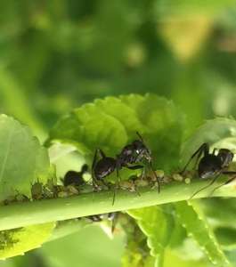 Fall Ants 2015