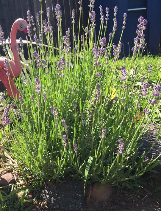 Lavendar June 2016