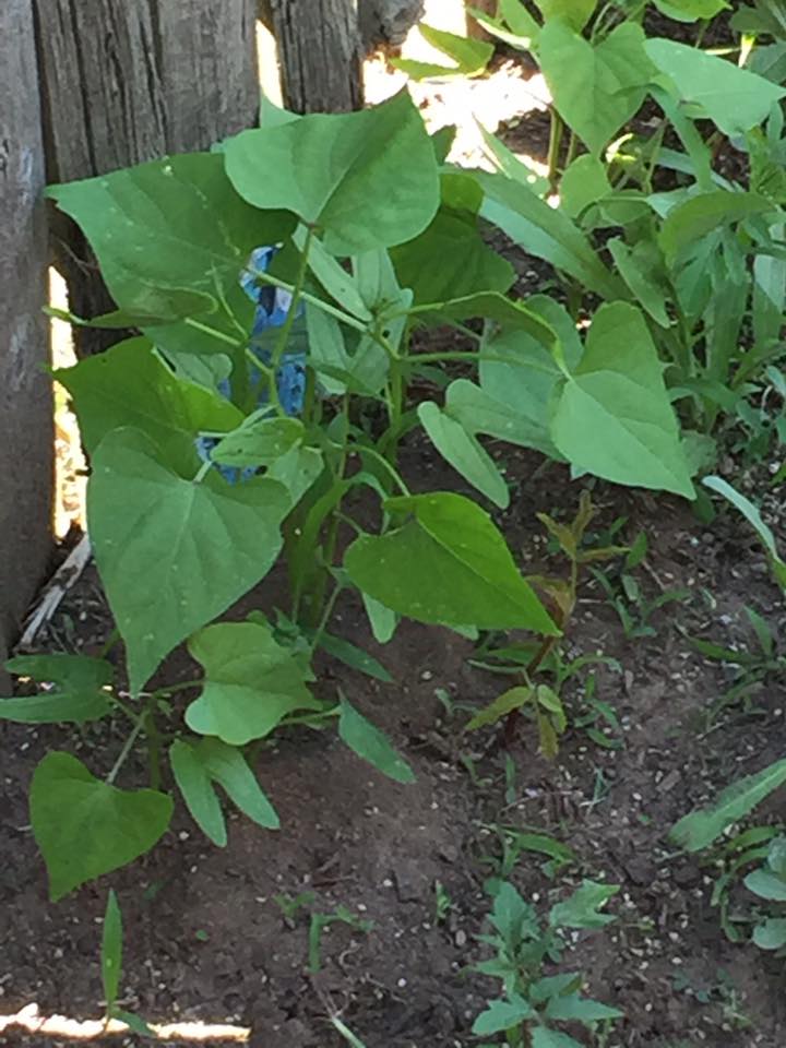 Morning Glory June 2015