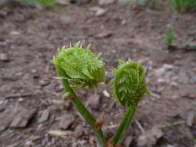 Spring 2016 Fern