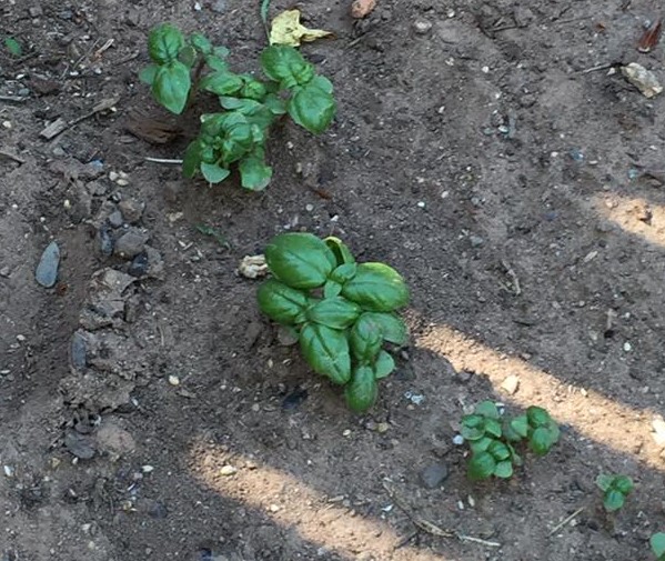 Sweet Basil June 2016
