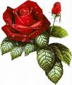 rosas