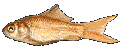 Spooky Fish - Click for Dialectizer