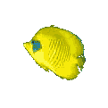 Yellow Fish - Like Abuse?