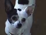 My Little Oreo