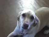 My Sweet Taffy