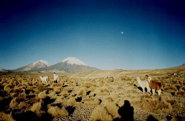 Lamas vor 6.000ern