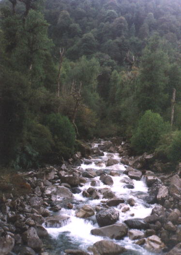 Wildbach im Nationalpark