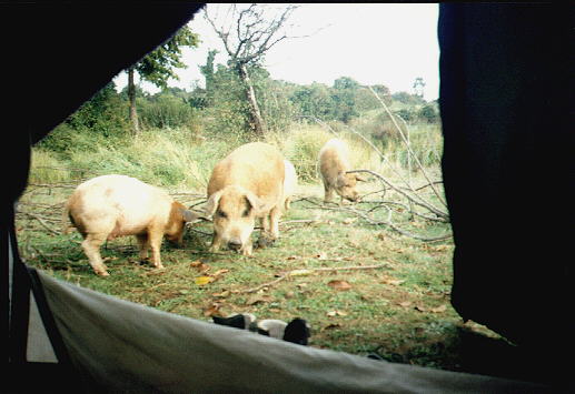 Schlammschweine