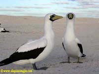 Sula dactylatra - boobies