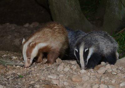 Ginger badger with a grey badger friend