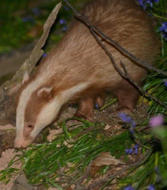 Ginger badger