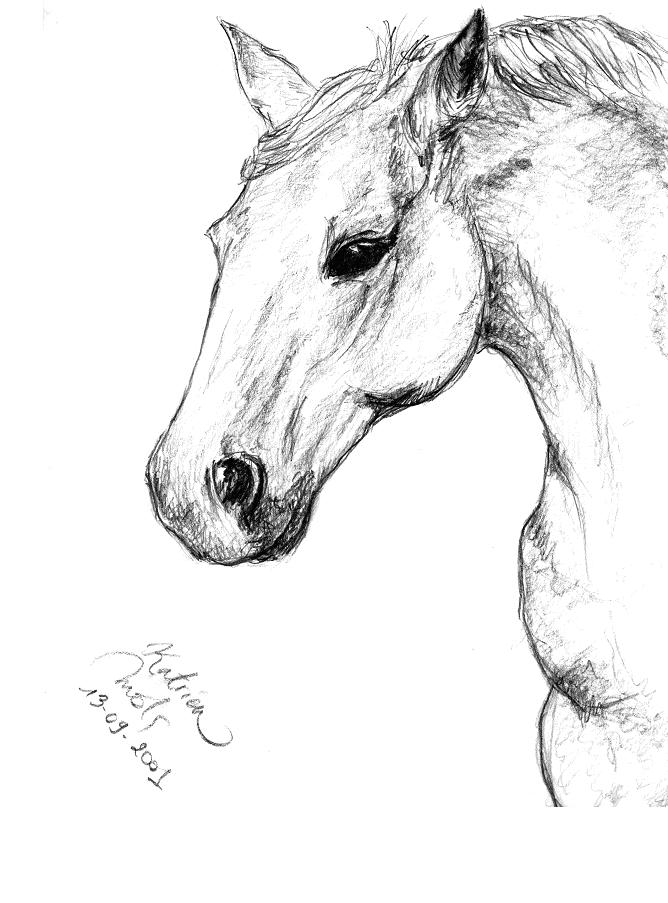 Lippizaner Horse