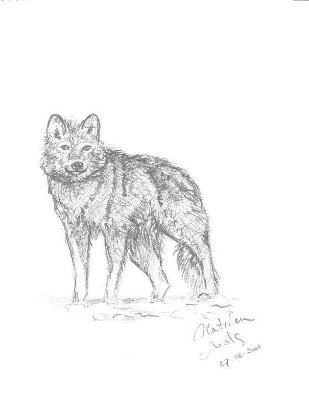 Wolf