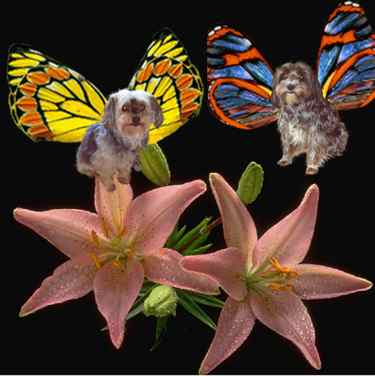 delicate_butterflies.JPG (15782 bytes)