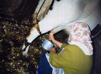 milkingcow.jpg (13495 bytes)