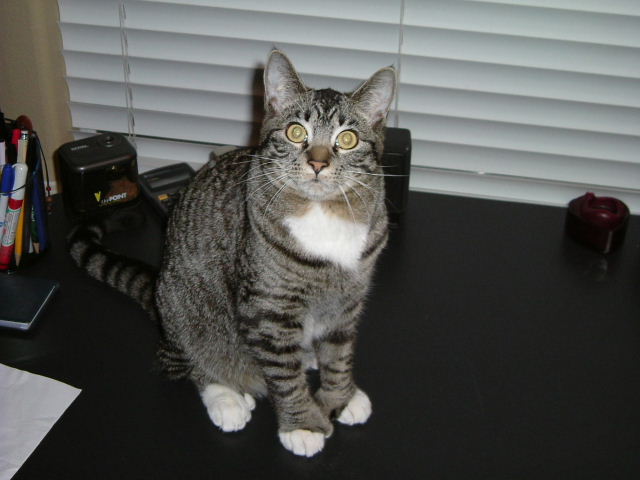 [Niko as a kitten, October 2003]