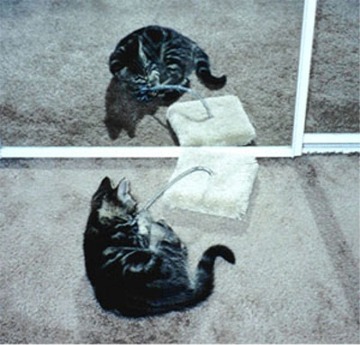 [Tabatha as a kitten, September 1999]