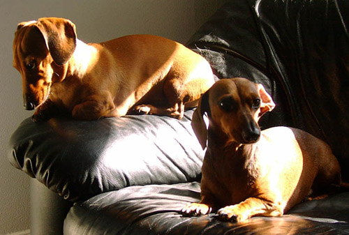 Basil Von Gherkin and Bella Donna