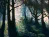 Coastal Spruces