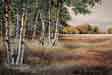 Rainbow Creek Aspens 2