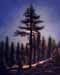 Yosemite Pine