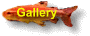 GALLERY of Ornamental Fish Photos