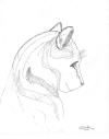 Mark Conrad - Sketch of Cat