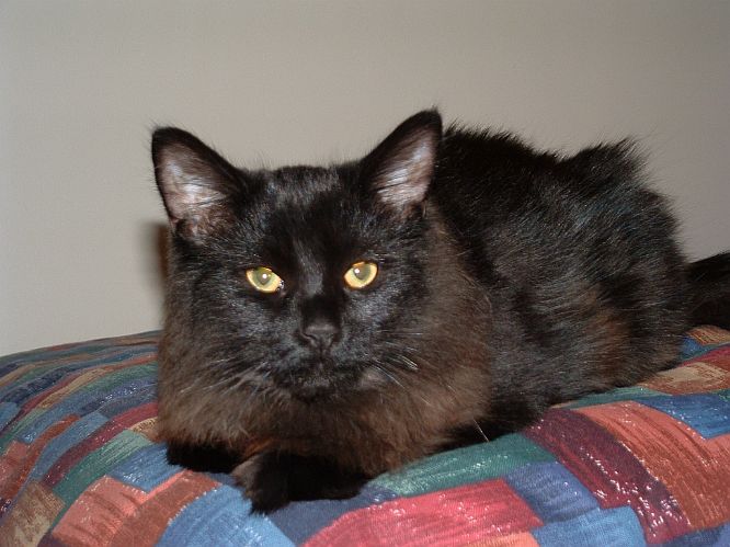 Brinkley is a 3-year old cat that I adopted in the summer of 2003.