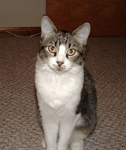 Princess is a 4-year old, black and white tabby that I adopted from an animal shelter in Salt Lake City.