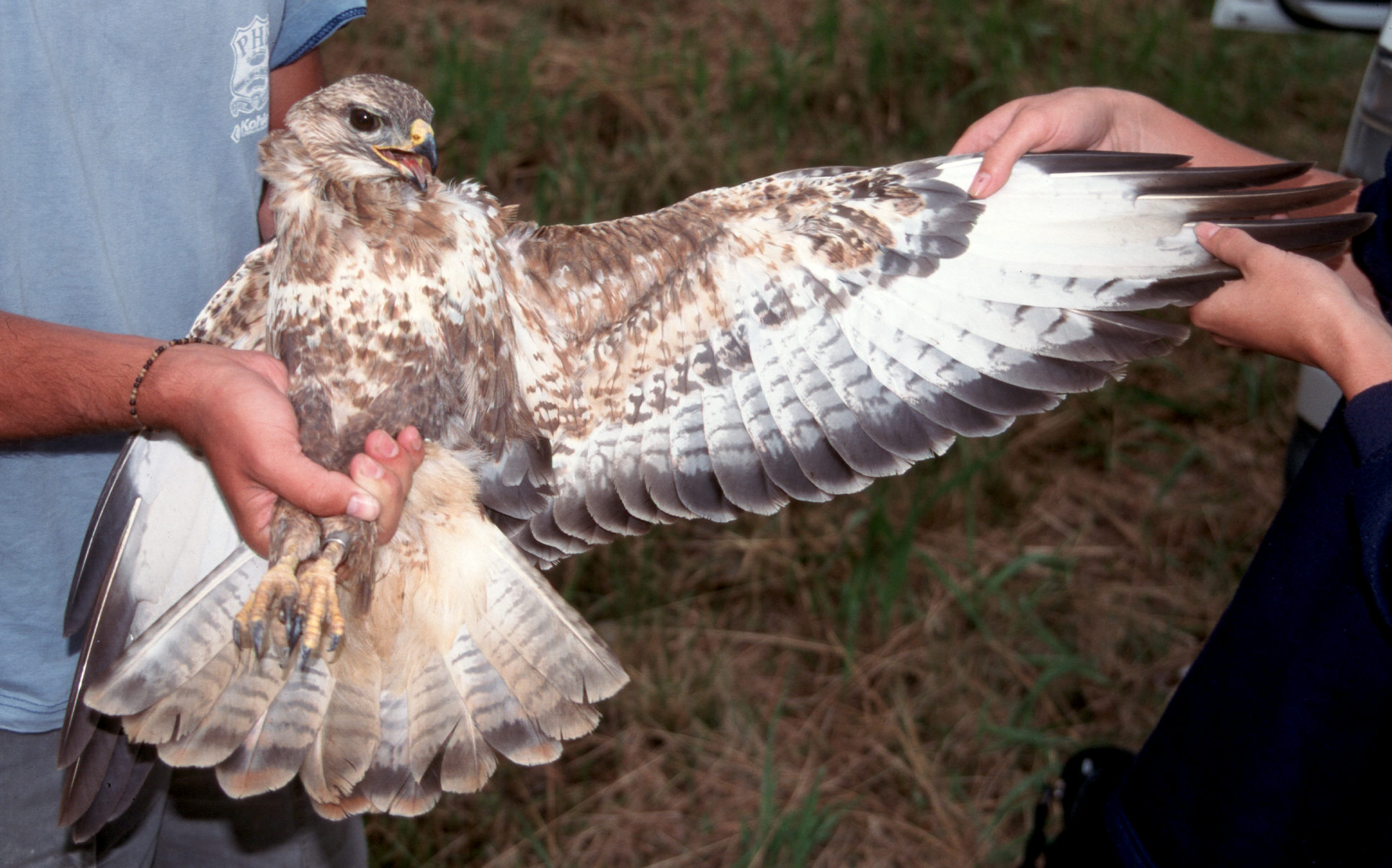 Steppe Buzzard