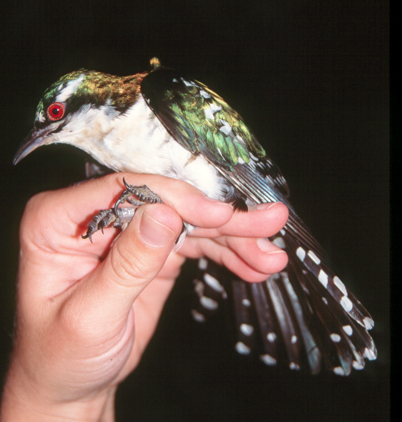 Diederik Cuckoo