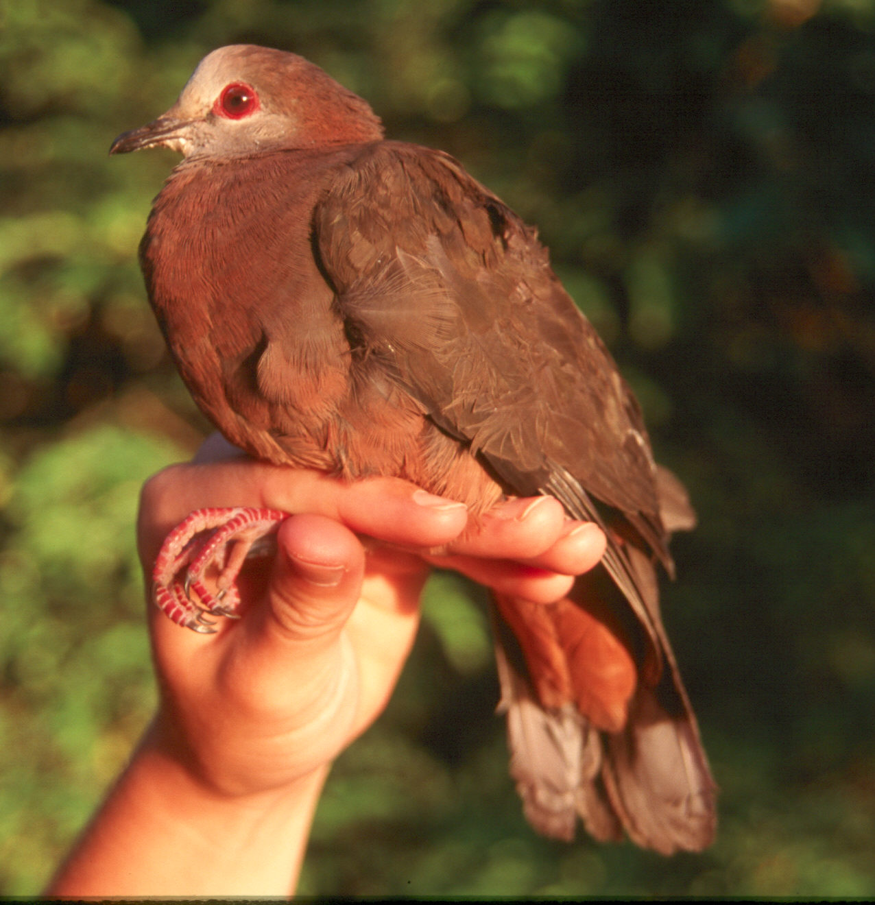 Cinnamon Dove