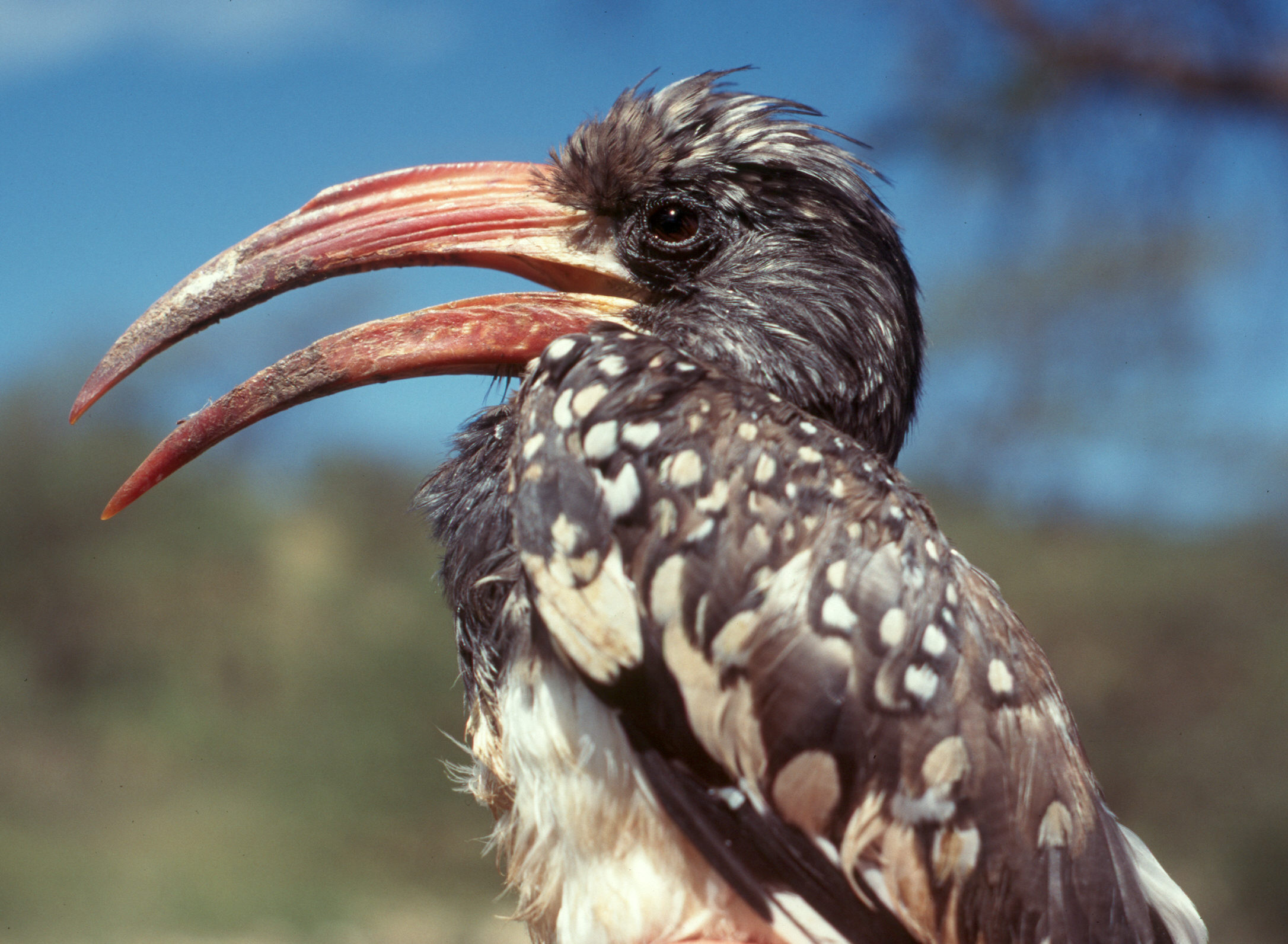 Monterio's Hornbill