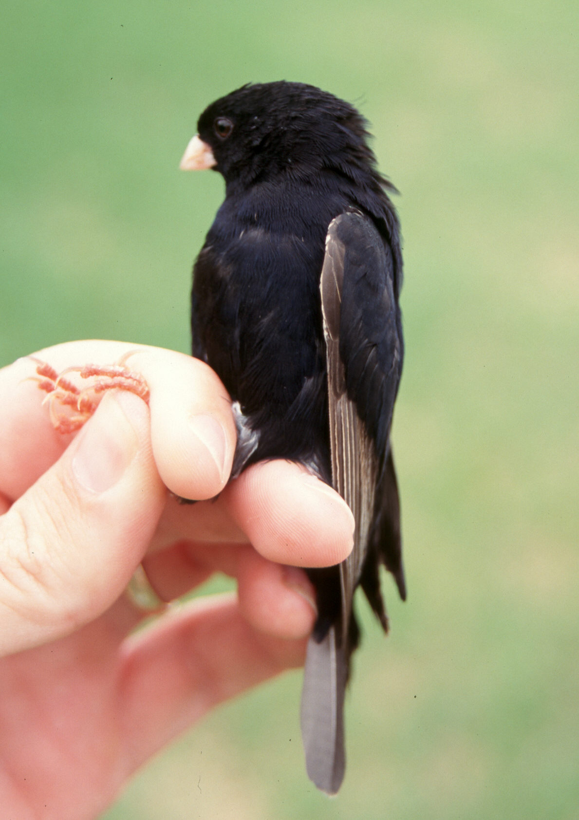 Dusky Indigobird